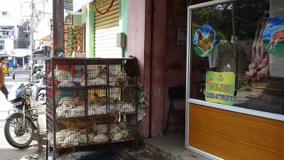 Poultry chicken prices touching Rs. 700 in Pakistan's Rawalpindi