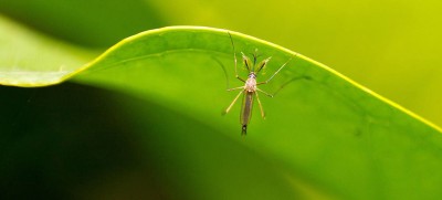 Bangladesh's dengue death toll exceeds 300 as total cases near 64,000