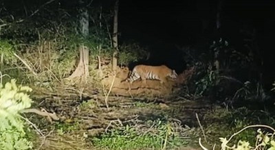 Odisha tigress Zeenat sedated and captured in West Bengal after 21 days of chase