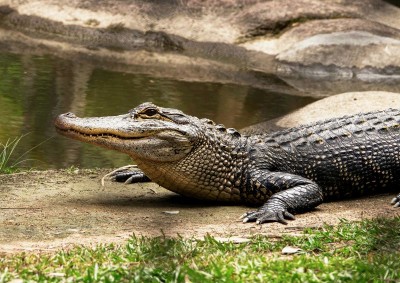 Karnataka: Mother kills six-year-old disabled boy by throwing him into crocodile-infested river after fight with husband