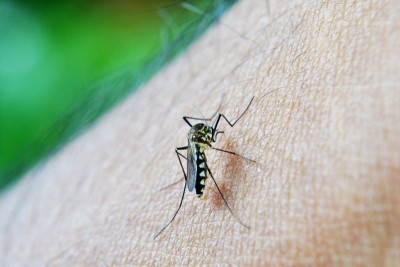 PhonePe offers Insurance Plan against Dengue and Malaria at Rs. 59 per year