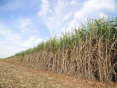 Magadh Sugar & Energy Ltd Q4FY24 PAT grows to Rs 47 cr