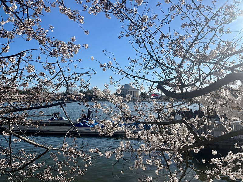 Cherry Blossom Rush In Washington DC