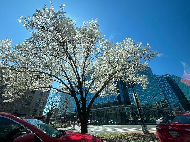 Cherry Blossom Rush In Washington DC