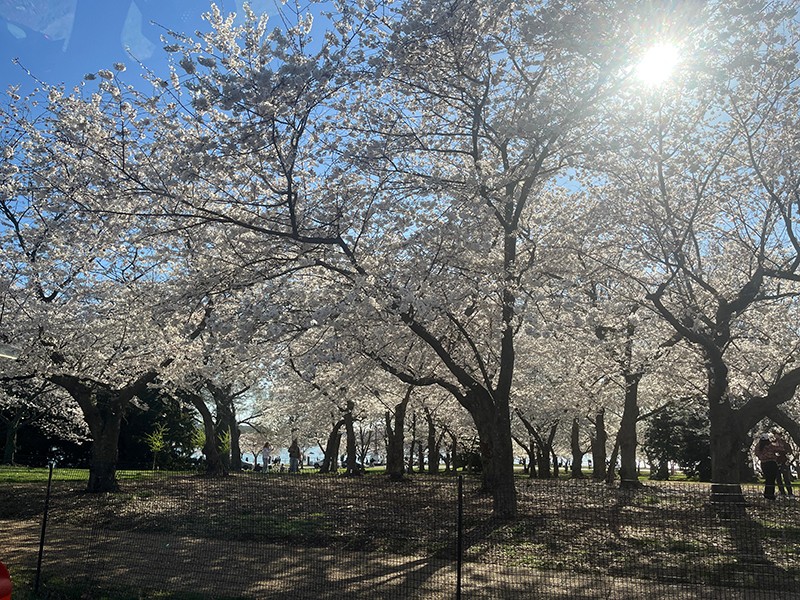 Cherry Blossom Rush In Washington DC