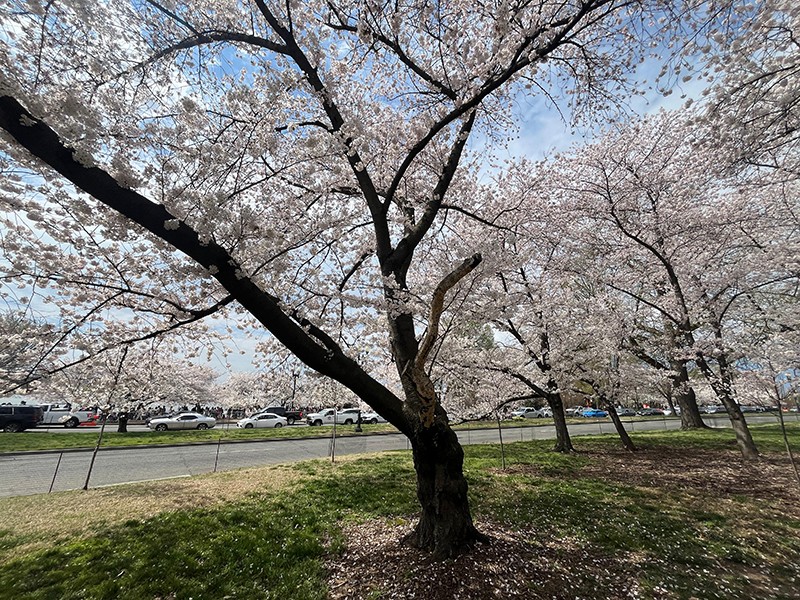 Cherry Blossom Rush In Washington DC