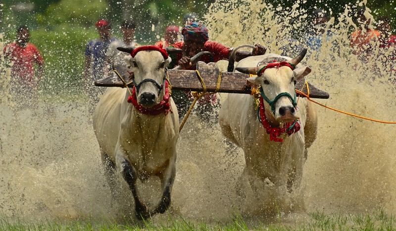 In Images: Tradition, Thrill, and Thundering Hooves: Bengal’s Moi Chara Cattle Race Festival