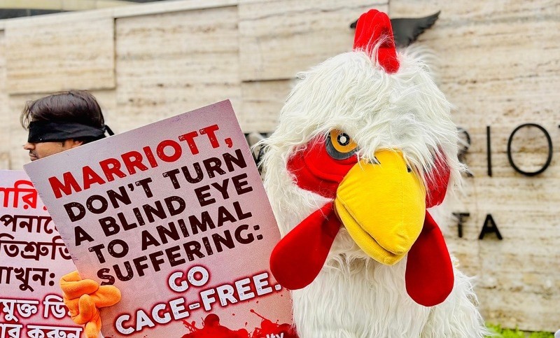 In Images: Activists in bathrobes and a hen protest Marriott’s broken cage-free egg pledge in Kolkata