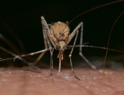 Sleep deprivation tied to mosquito menace in Eastern India, reveals survey