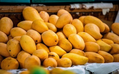 US rejects 15 mango shipments from India; exporters suffer $500,000 loss