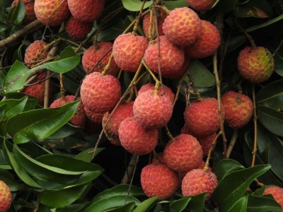India flags off first consignment of rose-scented litchi to Doha