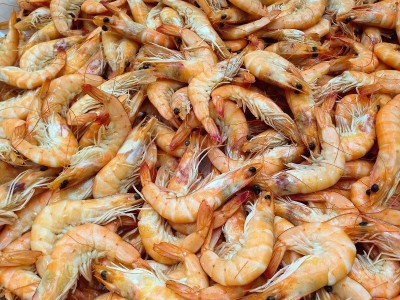 Indian shrimp exporters turn to China amid Trump’s tariff hike: Report
