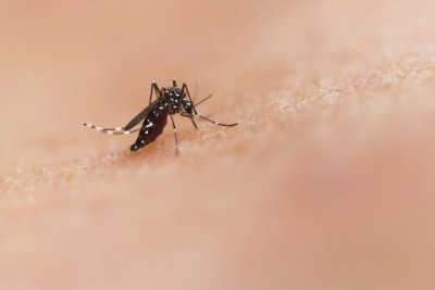 Pakistani health department begins investigating two deaths as dengue cases spike