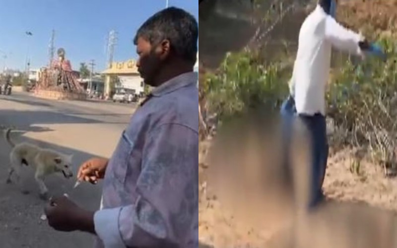 Lethal injections used to kill 500 stray dogs in Telangana to fulfil controversial poll promises.