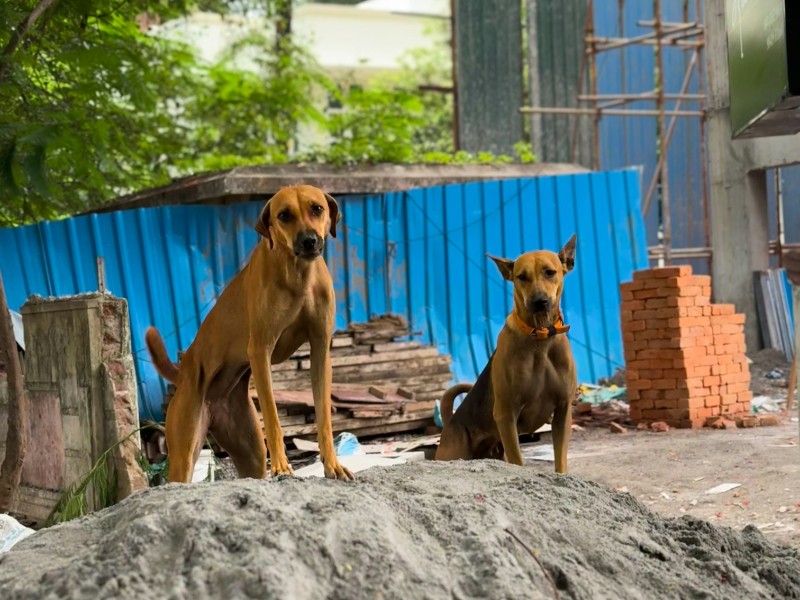 Post-election killings of street dogs in Telangana expose alarming gaps in animal welfare laws and local governance.