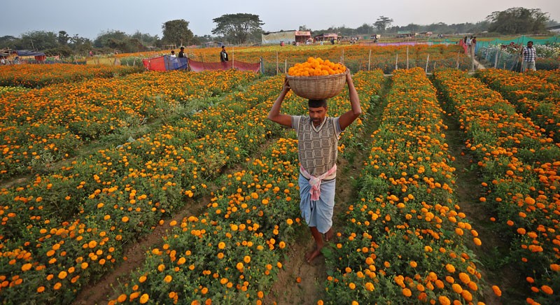 Khirai Flower Valley Colours West Bengal’s Countryside