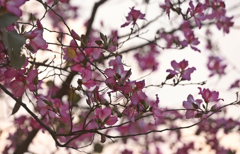 Spring in Bloom: Bauhinia Flowers Paint Kolkata Maidan Pink