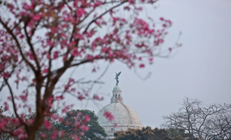 Spring in Bloom: Bauhinia Flowers Paint Kolkata Maidan Pink