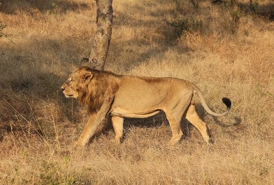 Gir No Longer Home to Most Asiatic Lions