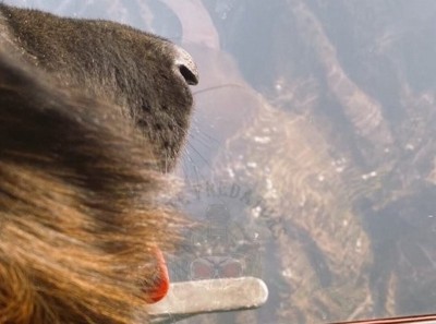 Shot in the leg, still charged ahead: Army dog Tyson leads forces to 3 terrorists