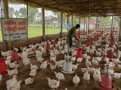 Loud wedding DJ blamed for death of 140 chickens in UP village, police case filed