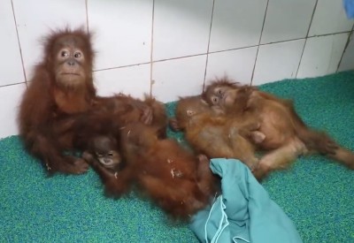 Rescued baby orangutans cling, play and soak up sunlight as they adjust to life at Odisha zoo